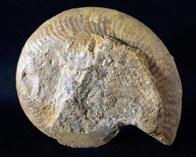 Harpoceras cf. nitescens STOLZ 1911 - Bild © FossNet FossilienStore
